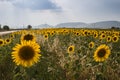 Beautiful sunflower's field with cloud sky Royalty Free Stock Photo