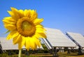 Beautiful sunflower and solar panel and power plan Royalty Free Stock Photo