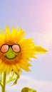 beautiful sunflower with sun glasses on a meadow. Hello summer Royalty Free Stock Photo