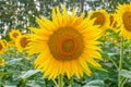 Beautiful sunflower in sunflowers field on summer with blue sky at Europe. Royalty Free Stock Photo