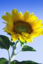 Beautiful sunflower on a sunny day Royalty Free Stock Photo