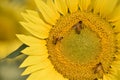 Beautiful sunflower on a sunny day with a natural background. Selective focus. Honey bee pollinating sunflower plant Royalty Free Stock Photo