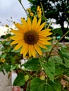 Beautiful sunflower sunny day nature best view