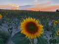 Beautiful sunflower sunset in the fields