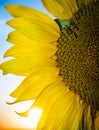 Beautiful Sunflower at Sunset