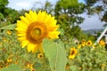 A beautiful Sunflower surrounded by Sunflowers Royalty Free Stock Photo