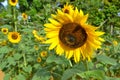 A beautiful Sunflower surrounded by Sunflowers 2 Royalty Free Stock Photo