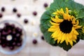 Beautiful sunflower in a vase, sweet tempting cherries in a glass bowl and on the table Royalty Free Stock Photo