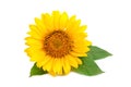 Beautiful sunflower on white background. Royalty Free Stock Photo