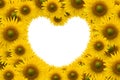 Beautiful sunflower with white space heart shape Royalty Free Stock Photo