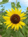 Beautiful sunflower with worm Royalty Free Stock Photo