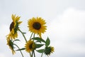 Sunflower plant with a white background.