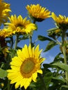 Beautiful sunflowers Royalty Free Stock Photo