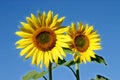 Beautiful Sunflowers Royalty Free Stock Photo