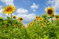 Beautiful sunflowers