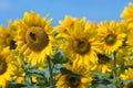 Beautiful sunflowers Royalty Free Stock Photo