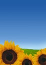 Beautiful sunflowers Royalty Free Stock Photo