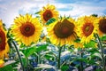 Beautiful sunflowers against the blue sky. Bright yellow flower Royalty Free Stock Photo