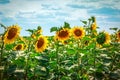 Beautiful sunflowers against the blue sky. Bright yellow flower Royalty Free Stock Photo