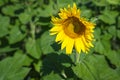 Beautiful sunflowers on background of blue sky. Sunflower field landscape, bright yellow petals, green leaves. Summer Royalty Free Stock Photo