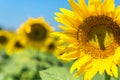 Beautiful sunflowers on background of blue sky. Sunflower field landscape, bright yellow petals, green leaves. Summer Royalty Free Stock Photo