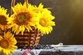 Beautiful sunflowers in a basket on a wooden table.