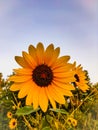 Bright Colorful Sunflower Royalty Free Stock Photo