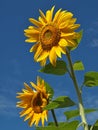 Beautiful sunflowers blossom with blue sky Royalty Free Stock Photo