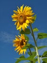 Beautiful sunflowers blossom with blue sky Royalty Free Stock Photo