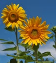 Beautiful sunflowers blossom with blue sky Royalty Free Stock Photo