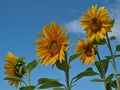 Beautiful sunflowers blossom with blue sky Royalty Free Stock Photo