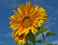 Beautiful sunflowers blossom with blue sky Royalty Free Stock Photo