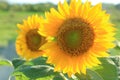 Beautiful sunflowers blossom in the field. Sunflower nature background. Sunflower close up. Sunflower petals pattern background