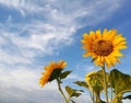 Beautiful sunflowers blossom on white clouds and bright blue sky background. Nature skyscape background. Fresh yellow flower. Royalty Free Stock Photo