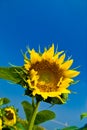 Beautiful sunflowers with blue sky