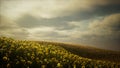 Beautiful sunflowers and clouds in a Texas sunset