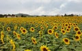 Beautiful sunflowers in a cloudy field