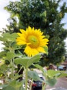 these beautiful sunflowers during the day are just amazing