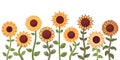 Beautiful sunflowers. Different stems and leaves. Cartoon summer plants. Oilseed culture. Natural blossom buds. Yellow