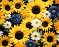 beautiful sunflowers and dsy floral pattern background.