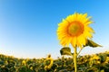 Beautiful sunflowers farm on the sunny summer day Royalty Free Stock Photo