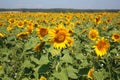 Beautiful sunflowers field Royalty Free Stock Photo