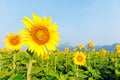 Ã Â¸Â´Beautiful sunflowers in the field