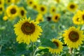 Beautiful sunflowers in a field, with bokeh in background, with focus on one flower Royalty Free Stock Photo