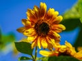 Beautiful sunflowers in the field with bright blue sky