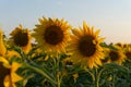 Beautiful landscape with sunflower field Royalty Free Stock Photo