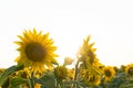 Beautiful landscape with sunflower field and sun Royalty Free Stock Photo