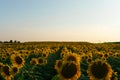 Beautiful landscape with sunflower field at sunset Royalty Free Stock Photo