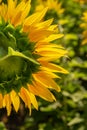 Beautiful sunflowers. A field with sunflowers