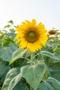 Beautiful sunflowers in the field